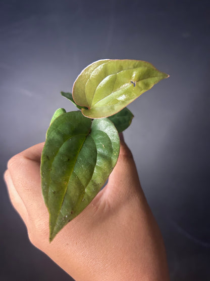 Radicans x Luxurians Anthurium PLUG