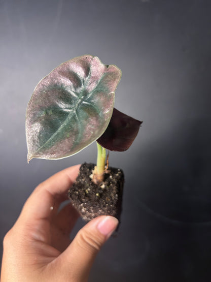 Cuprea 'Red Secret' Alocasia PLUG