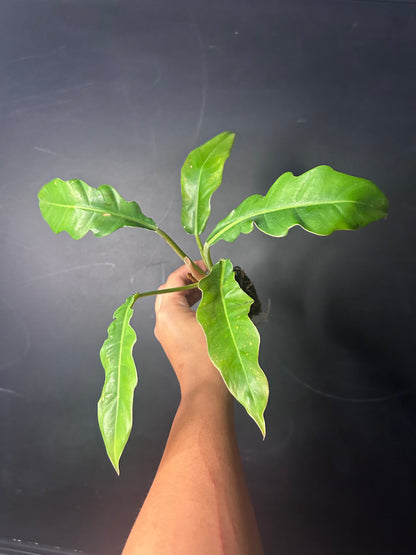 'Jungle Boogie' Philodendron PLUG