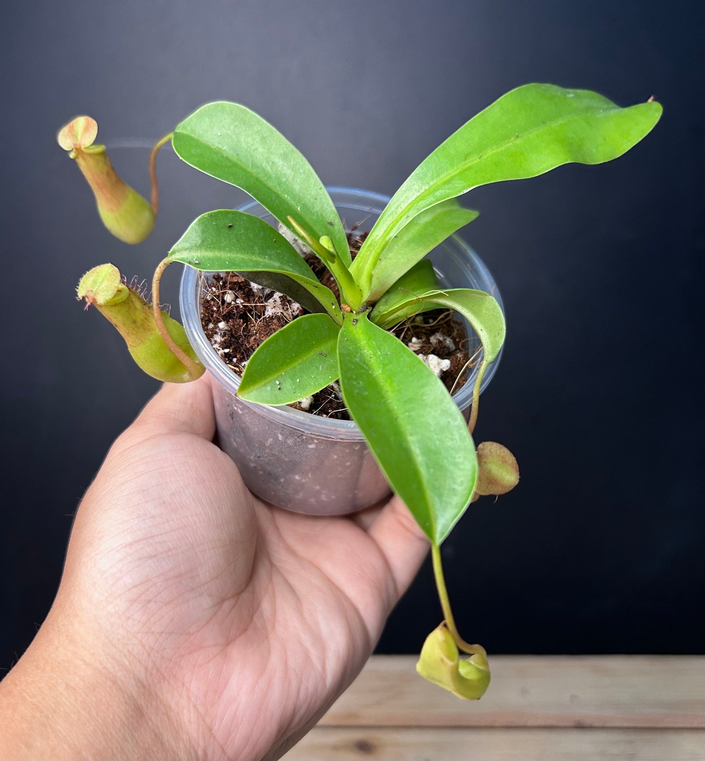 (pitcher plant) x Ventrata Nepenthes PLUG