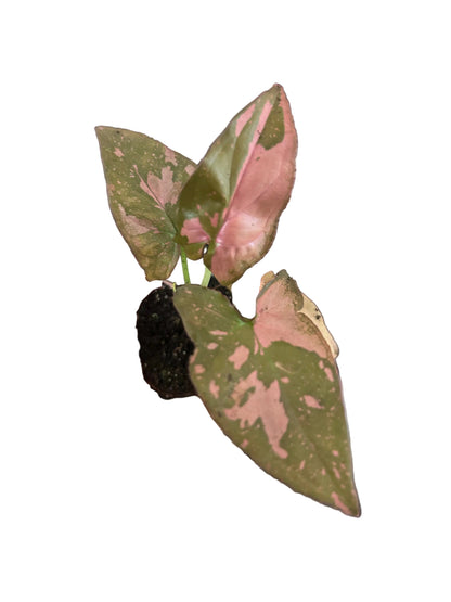 Syngonium Pink Splash Starter Plant Plug Wholesale