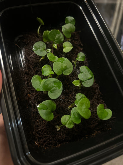 Pap. 'Miami' x 'Brielle' 2" pot seedling