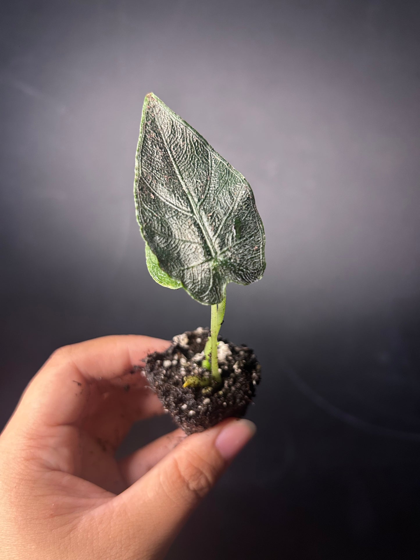 Antoro Velvet 'chienlii' Alocasia PLUG