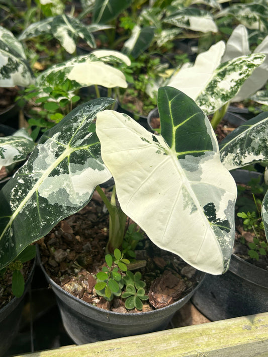 Frydek Variegated Alocasia
