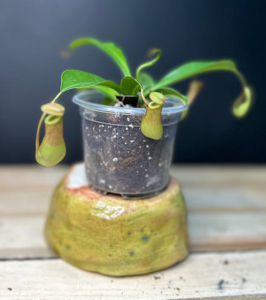 (pitcher plant) x Ventrata Nepenthes PLUG