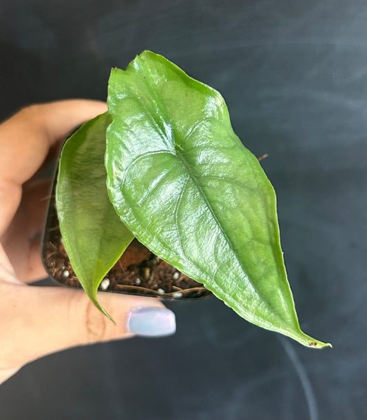 Alocasia 'Dragon's Breath' Heterophylla Starter Plant Plug Wholesale