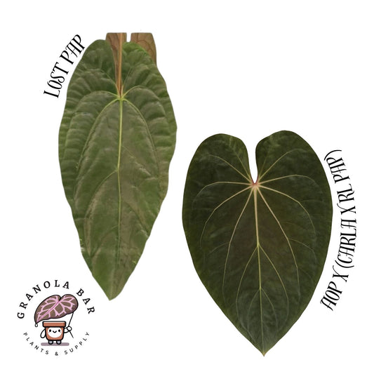 Grower's Choice - Lost Pap x [AOP x (Carla x RL pap)]