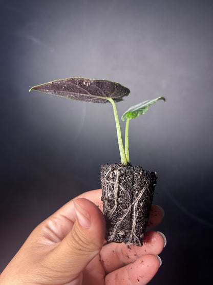 Antoro Velvet 'chienlii' Alocasia PLUG
