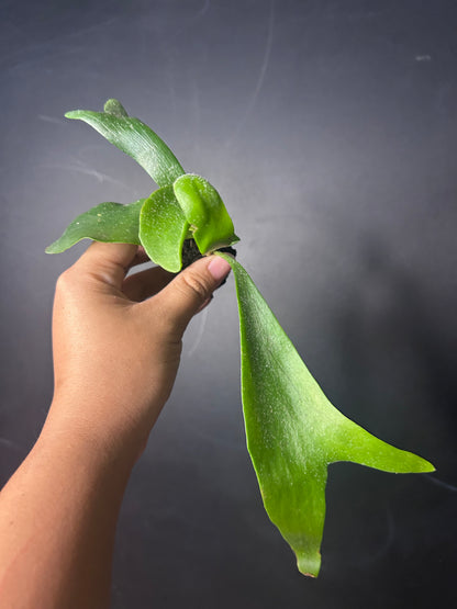 Staghorn Fern (bifurcatum) PLUG