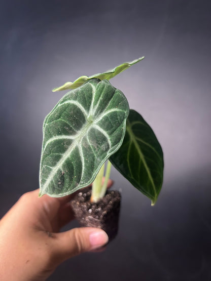 'Ninja' Reginul Alocasia PLUG