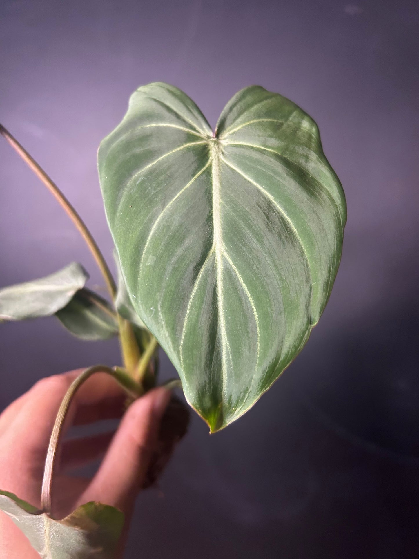 Gloriosum Dark Form Philodendron PLUG
