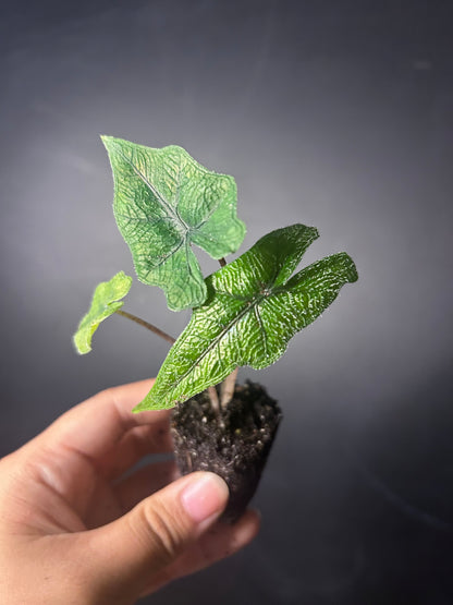 Tandurosa 'Jacklyn' Alocasia PLUG