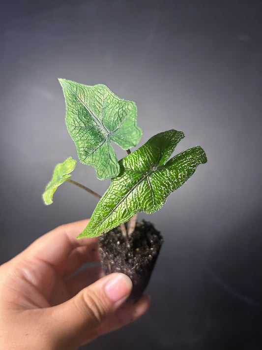 Tandurosa 'Jacklyn' Alocasia PLUG