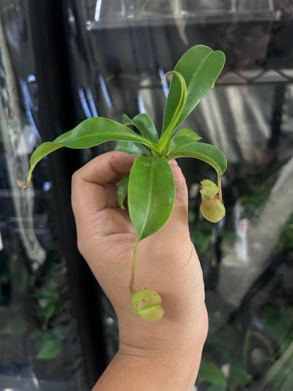 (pitcher plant) x Ventrata Nepenthes PLUG