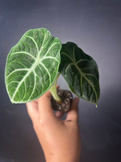 'Ninja' Reginul Alocasia PLUG