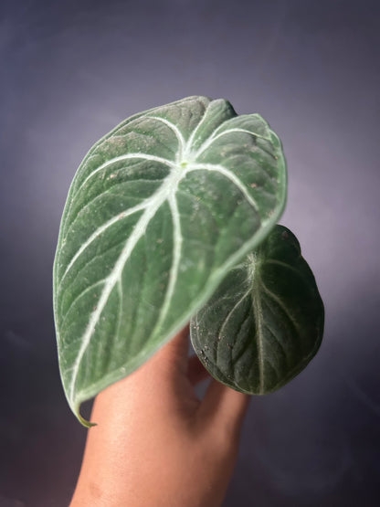 'Ninja' Reginul Alocasia PLUG