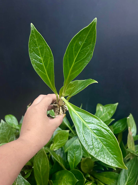 Anthurium 'Cobra' Bonplandii subsp. Guayanum Plant Plug Wholesale