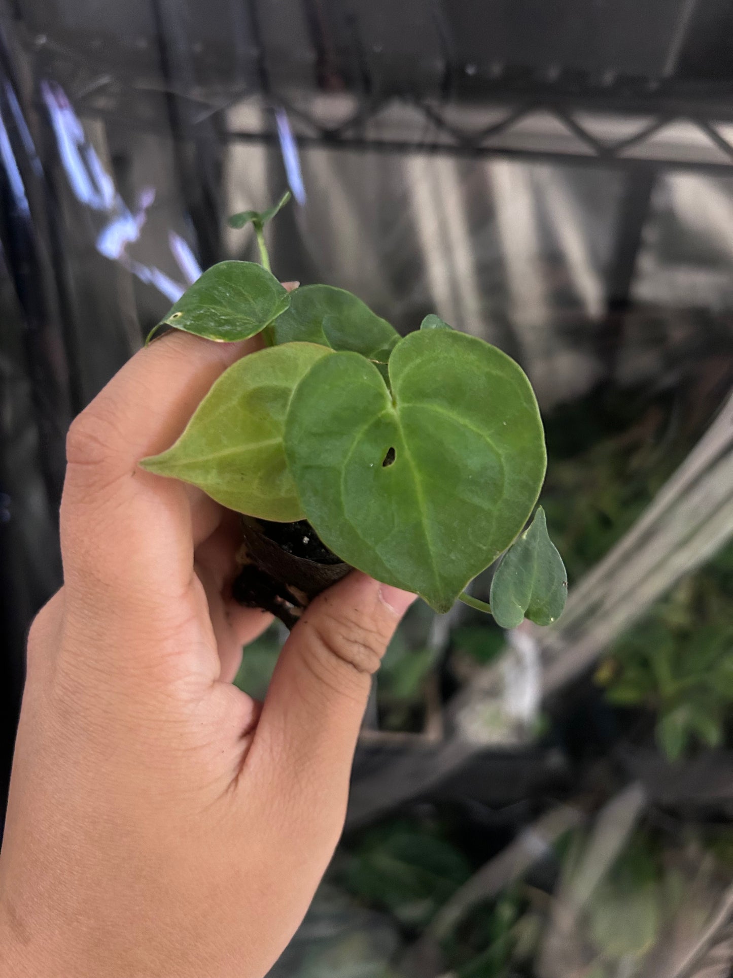 Clarinervium Anthurium PLUG