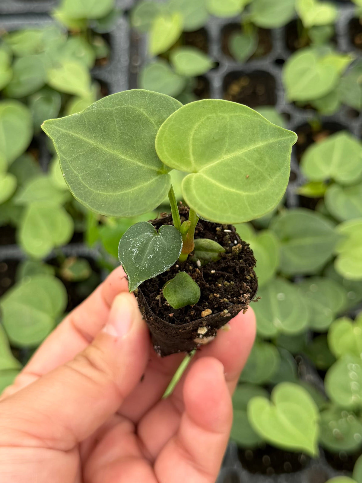 Anthurium Clarinervium Starter Plant Plug Wholesale