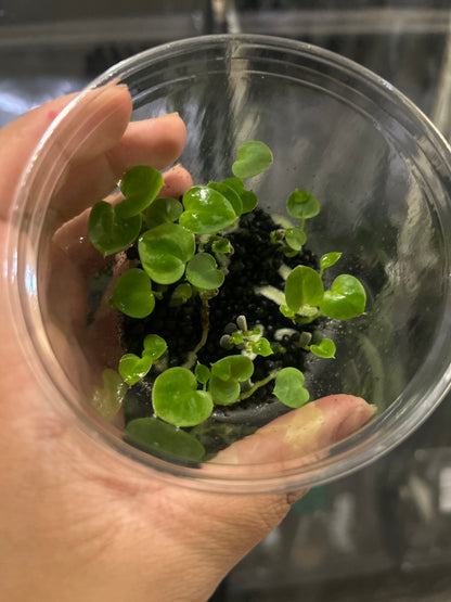 King of Spades (self) germinated 1 leaf sprout