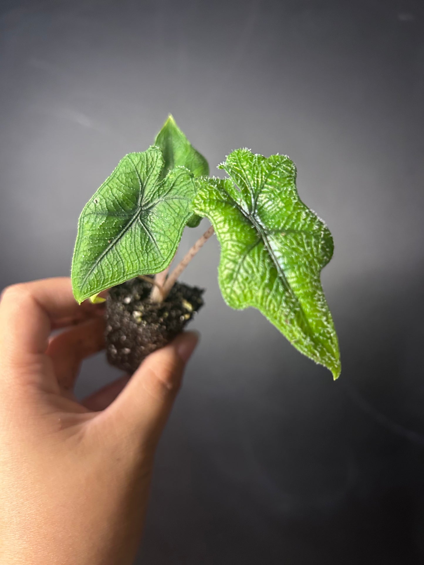 Tandurosa 'Jacklyn' Alocasia PLUG