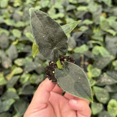 Antoro Velvet 'chienlii' Alocasia starter plug
