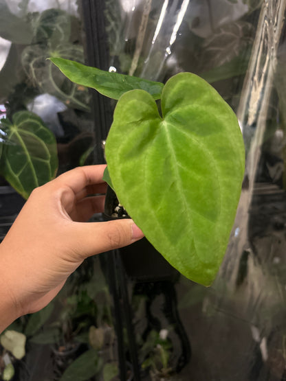 [(Pap. x Dressleri) x Metallicum] x Pap X-one (self) 4" pot