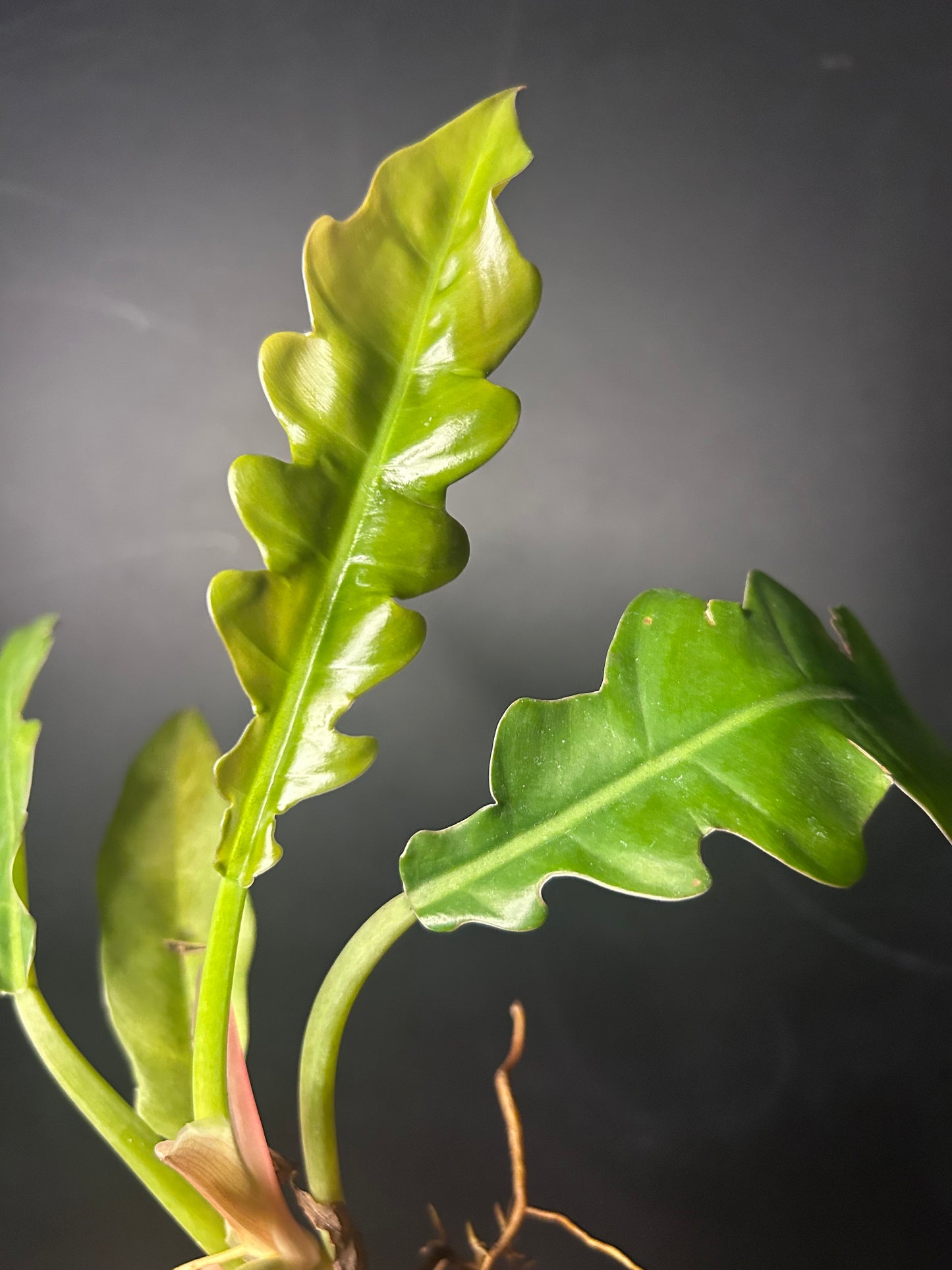 'Jungle Boogie' Philodendron PLUG
