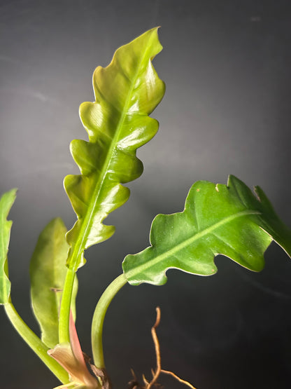 'Jungle Boogie' Philodendron PLUG