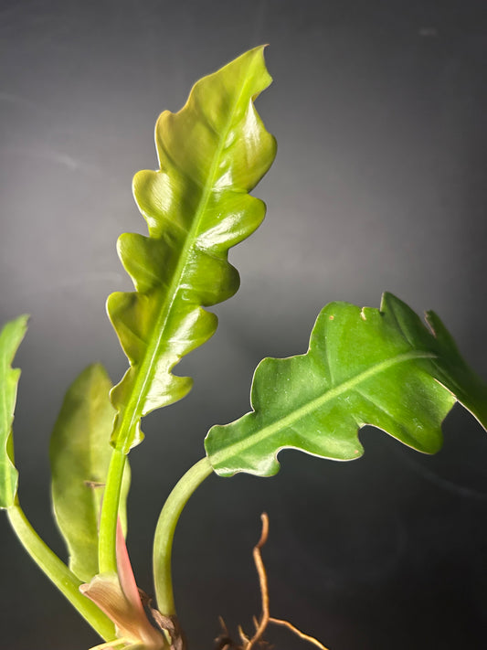 'Jungle Boogie' Philodendron PLUG