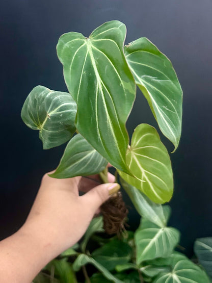 Philodendron Gloriosum Dark Form Starter Plant Plug Wholesale