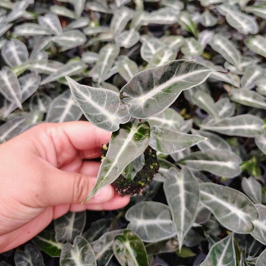 Bambino 'Fairy' Alocasia starter plug