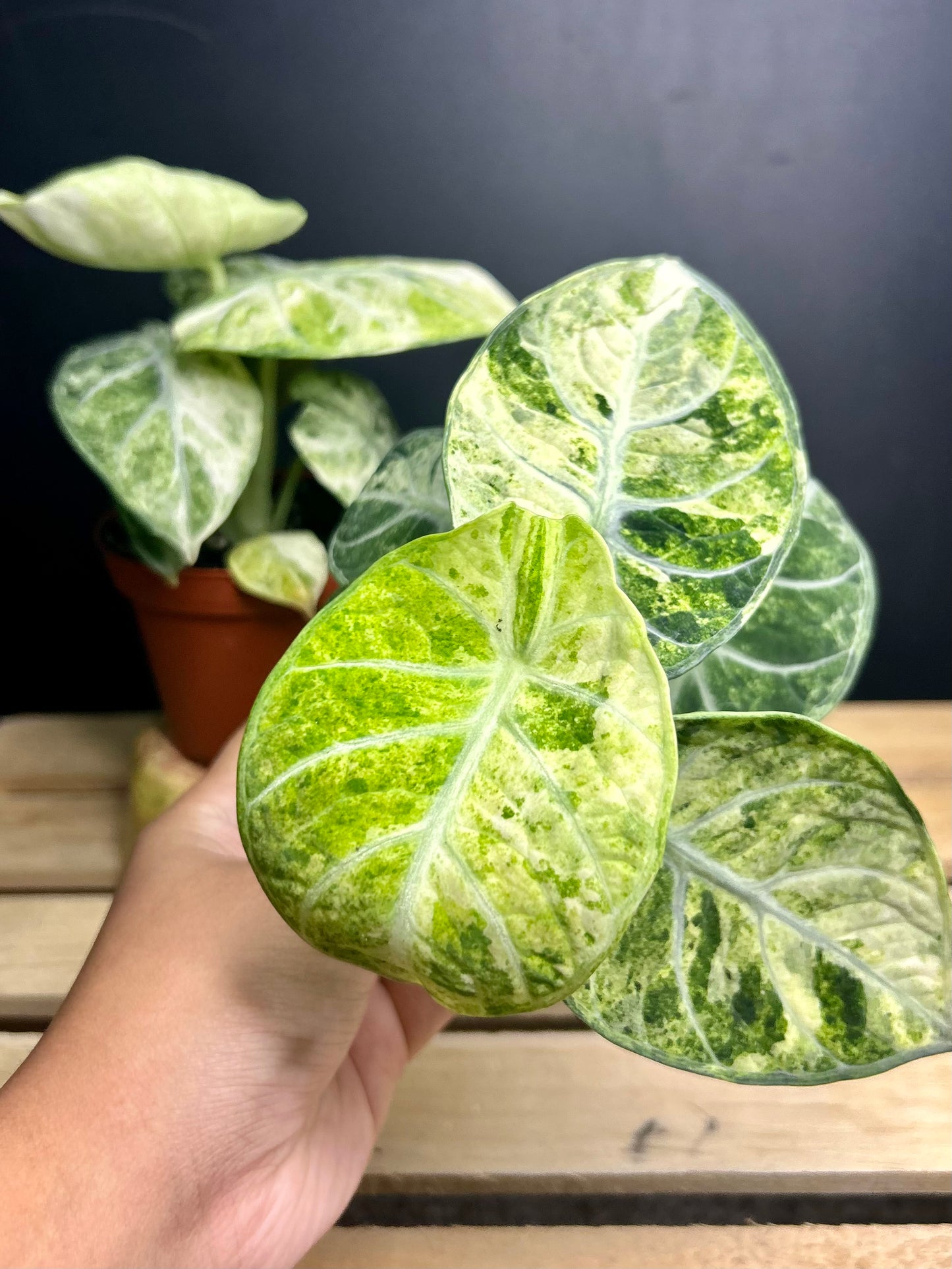 'Ninja' Tricolor Alocasia 4" pot