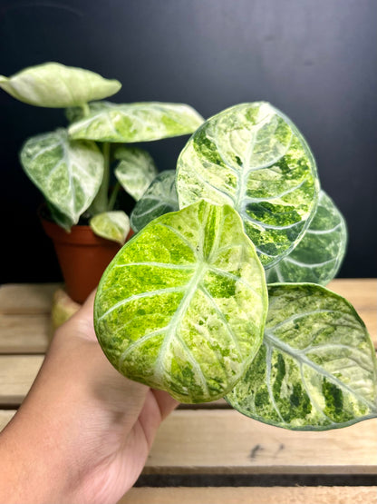 'Ninja' Tricolor Alocasia 4" pot