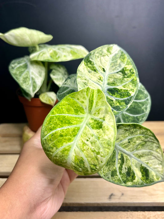 'Ninja' Tricolor Alocasia 4" pot