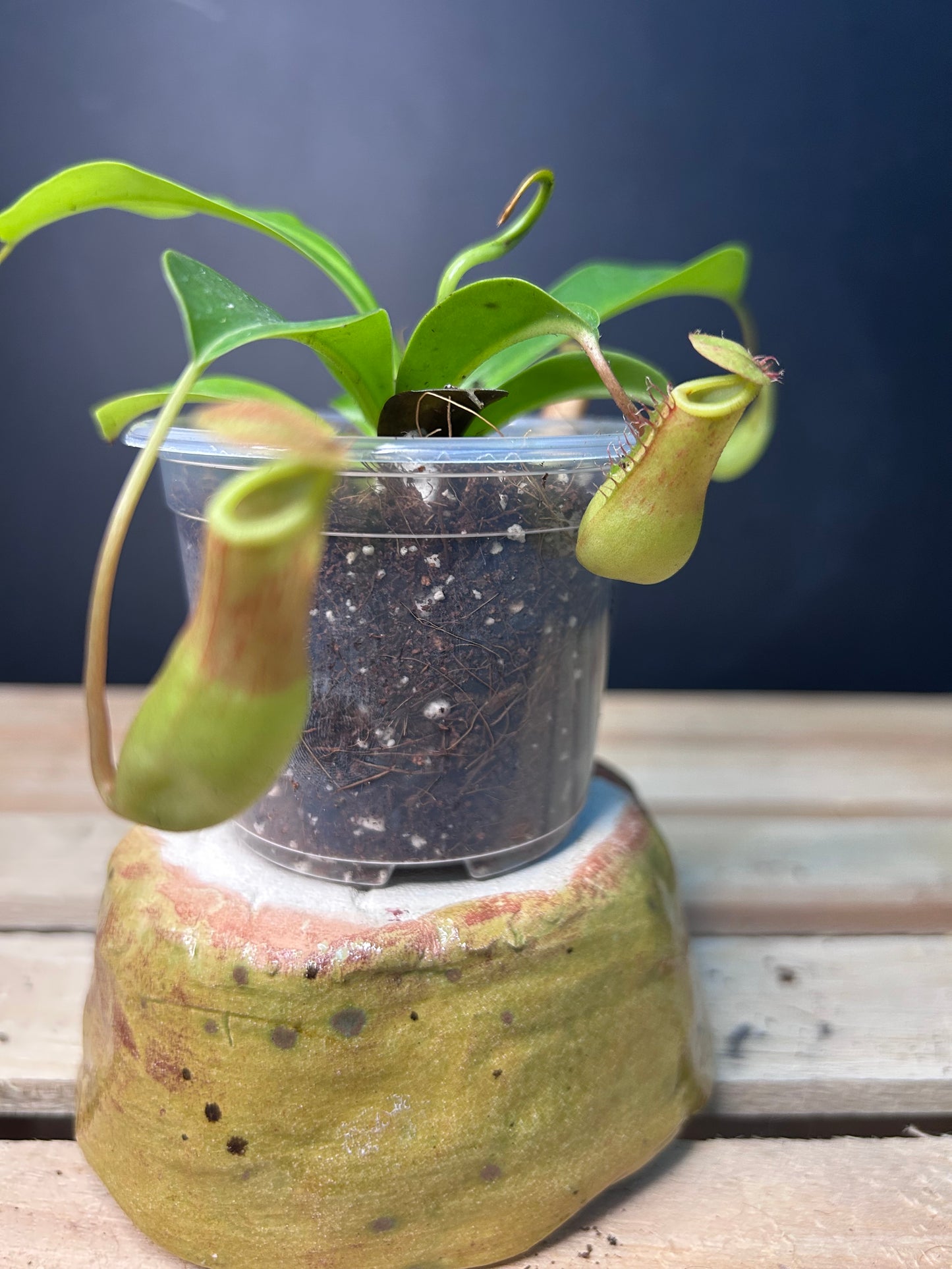 (pitcher plant) x Ventrata Nepenthes PLUG