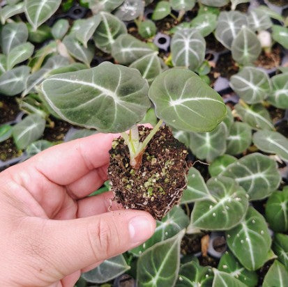 Black Velvet Alocasia starter plug