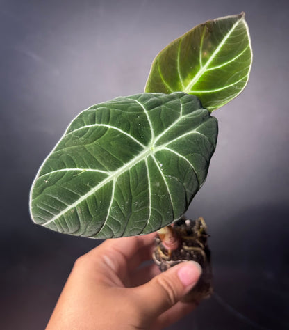 Black Velvet Alocasia PLUG