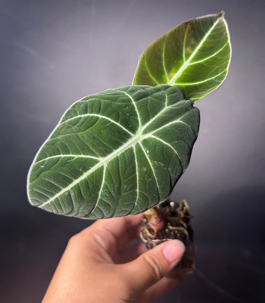 Black Velvet Alocasia PLUG