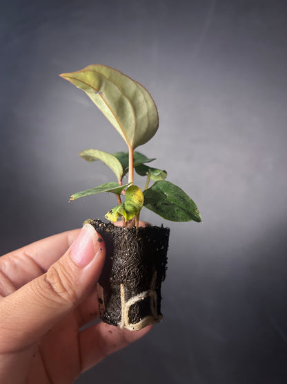 Radicans x Luxurians Anthurium PLUG