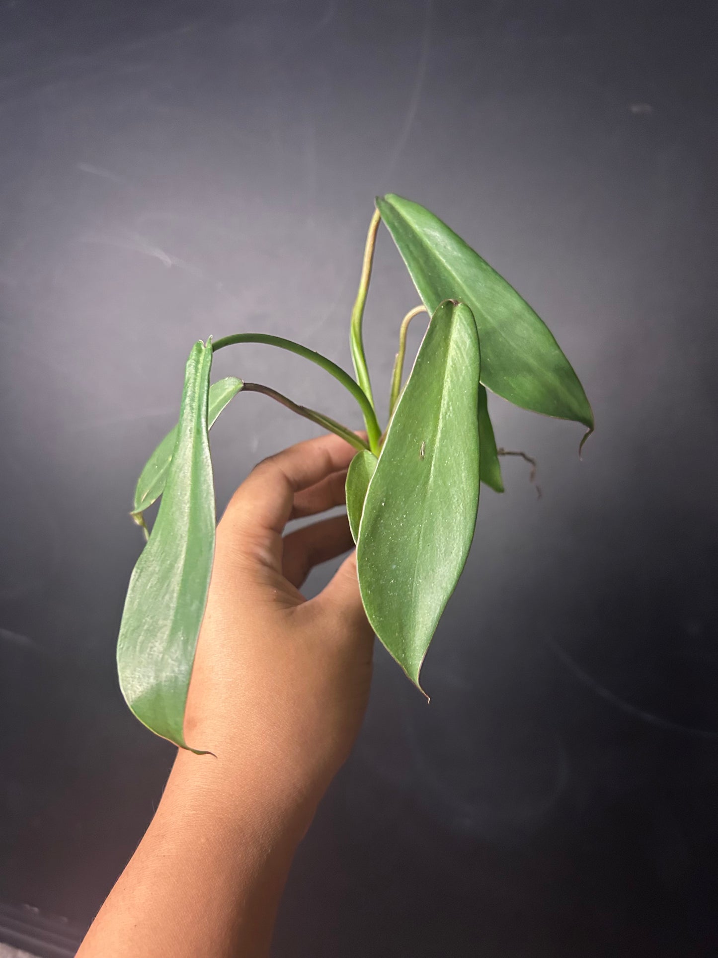 Joepii Philodendron PLUG