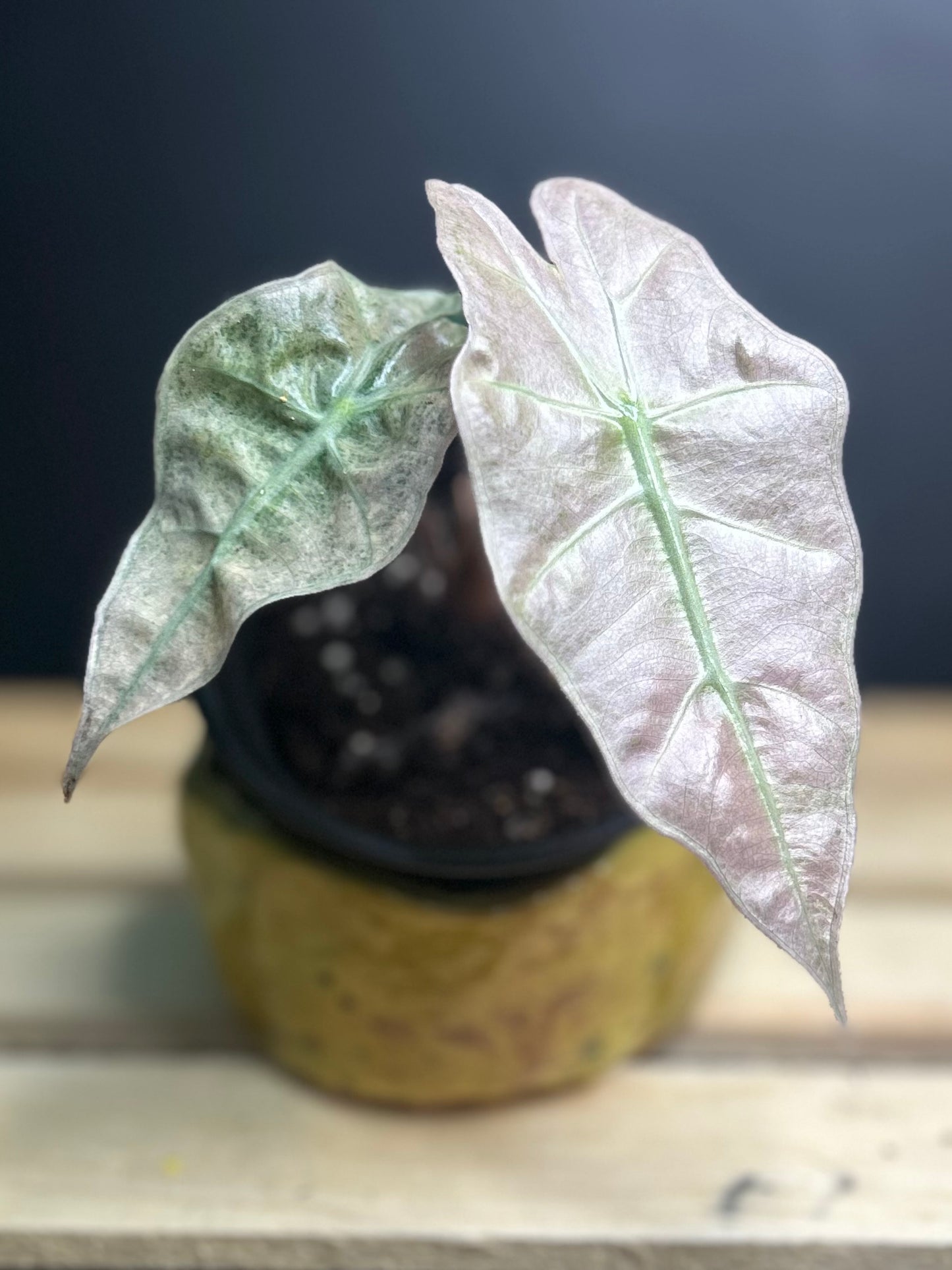 Pink Polly Mint Alocasia 4" pot