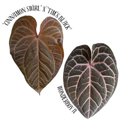 ('Cinnamon Swirl' x 'Tim's Black') x Wonderboy A 2" pot seedling