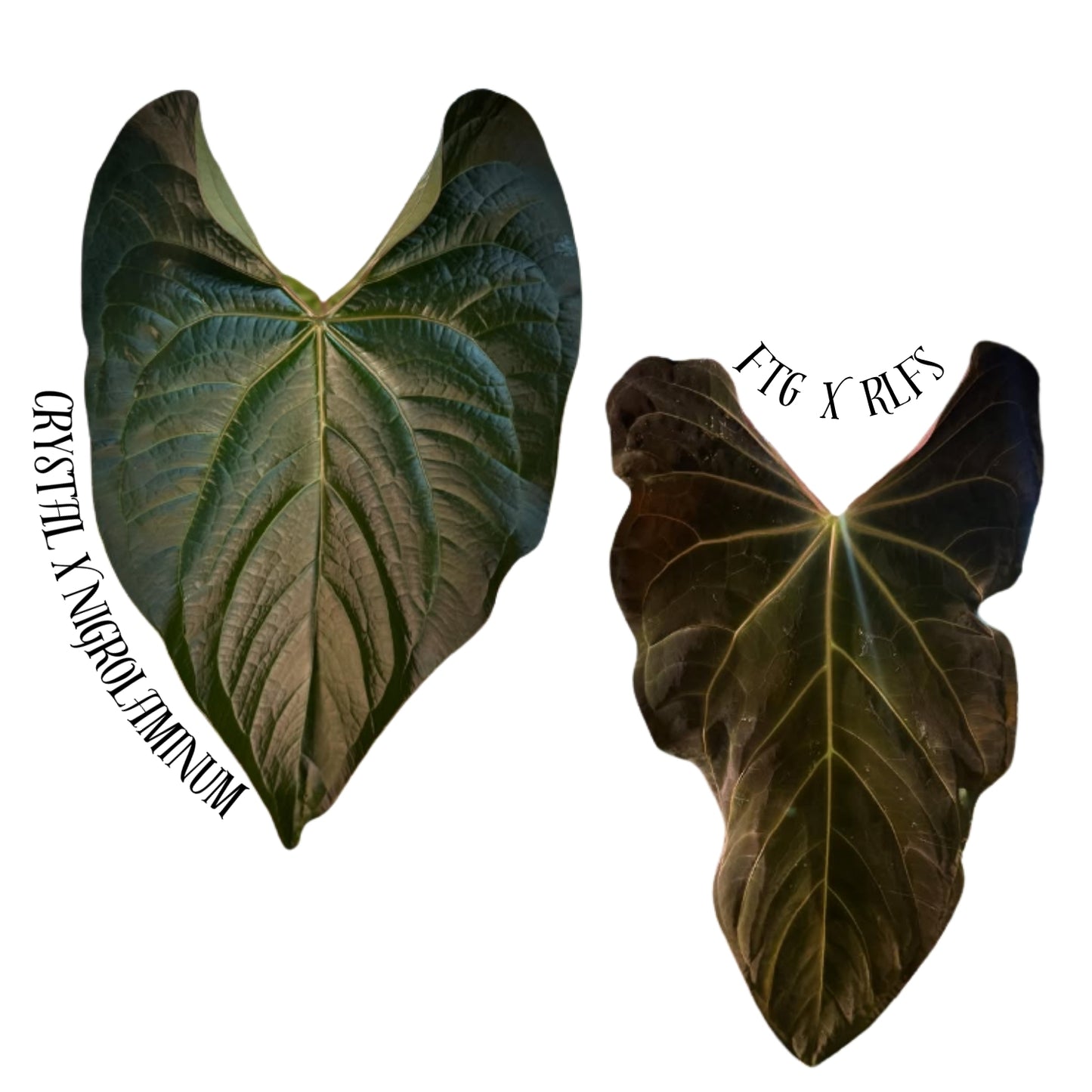 (Crystal x Nigrolaminum) x (FTG x RLFS) 4" pot