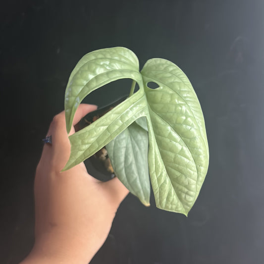 Amydrium Medium Silver "Spider Man Plant" starter plug