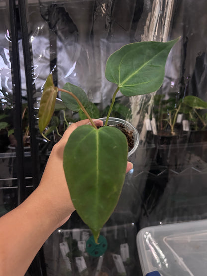 NSE Portillo x Zara 4" pot