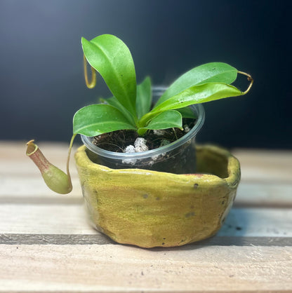 (pitcher plant) x Ventrata Nepenthes PLUG
