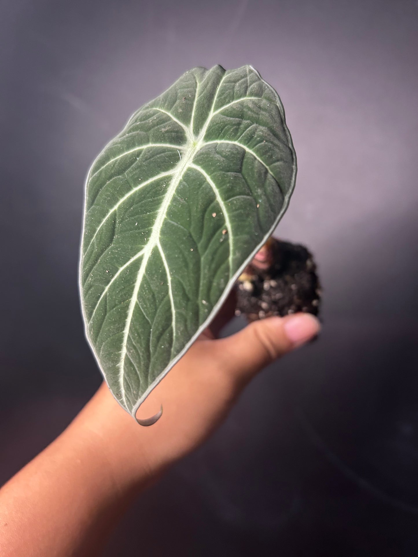 Black Velvet Alocasia PLUG