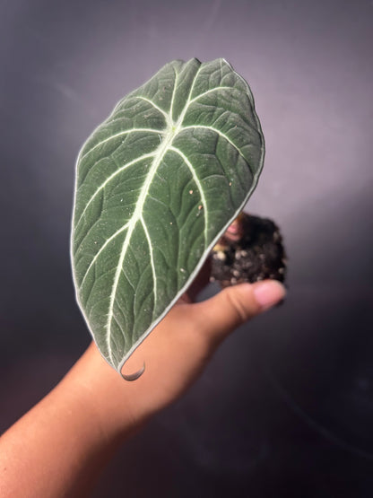 Black Velvet Alocasia PLUG