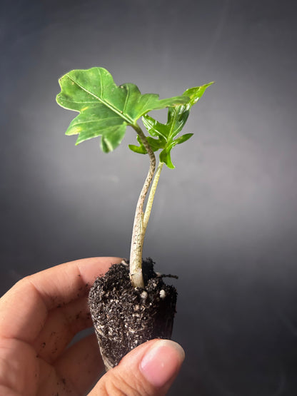 Branchifolia 'Pink Passion' Alocasia PLUG